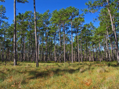 Longleaf pine savanna