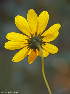 Narrowleaf sunflower