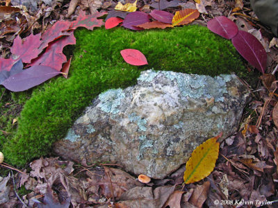 Mossy rock
