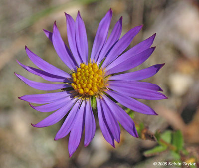 Purple aster