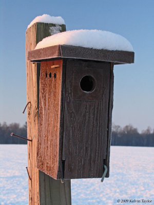 Bluebird house