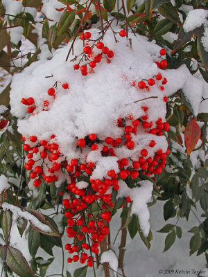 Snow covered Nandina domestica berries
