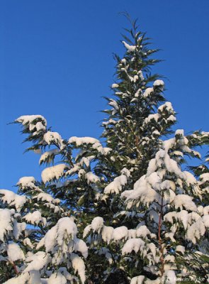 Cypress tree with snow