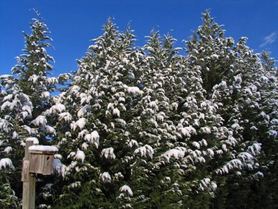 Snowy Cypress trees