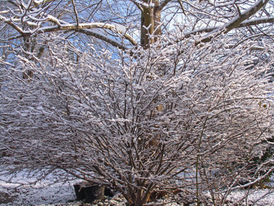 Bare branches covered in snow