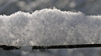 Snow on a twig closeup