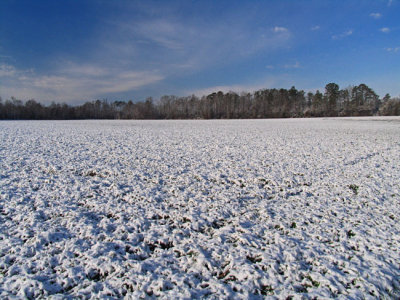 Rye field covered in snow at about 9:00 am