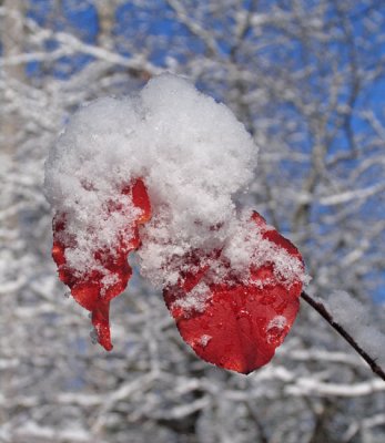 Red leaves with snow
