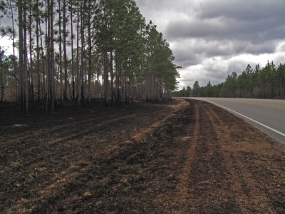Burned area along Hwy 211 facing south