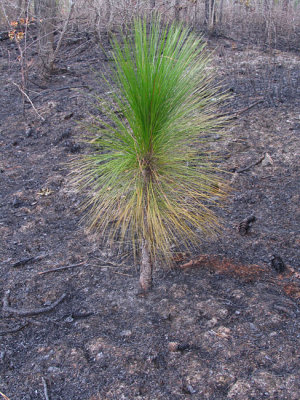 Longleaf pine survivor