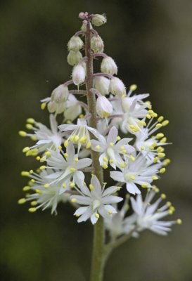 Closeup of the flowers
