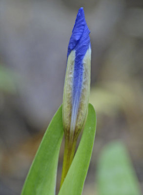 Iris verna