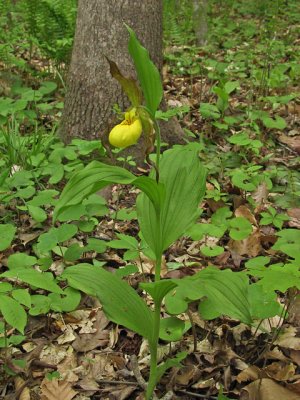 Cypripedium parviflorum