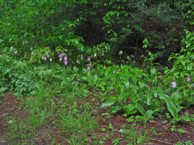 First stop for the orchids