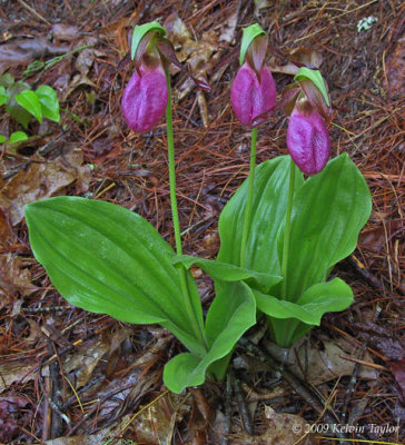 A trio of pink