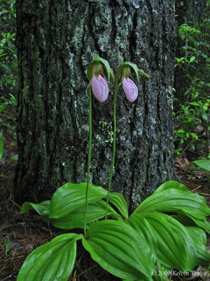 More orchids in the woods