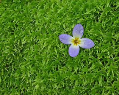 A bluet blooming in moss