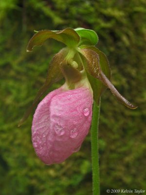 Cypripedium acaule - After a shower of rain.