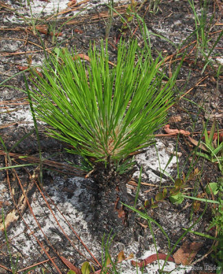 Young long-leaf pine