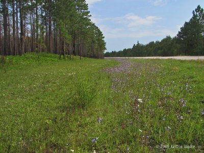 Grass and wildflowers along Hwy 211