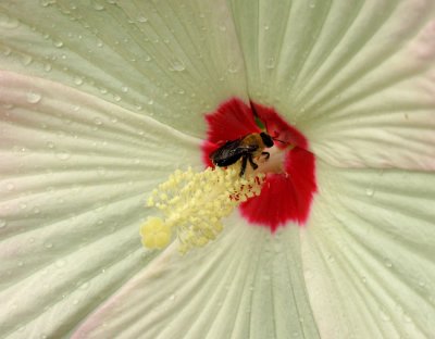 Bee on Hibiscus