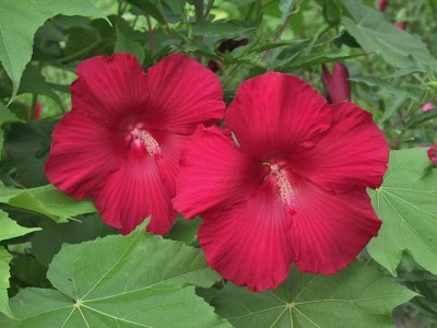 Hibiscus 'Lord Baltimore'