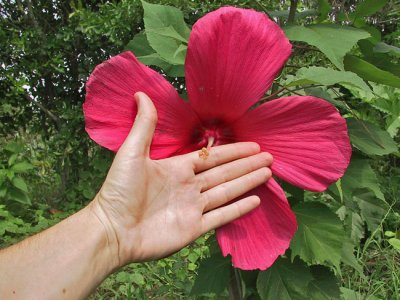 Hibiscus 'Moy Grande'