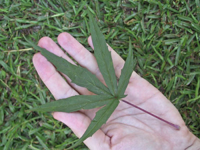 Hibiscus coccineus leaf