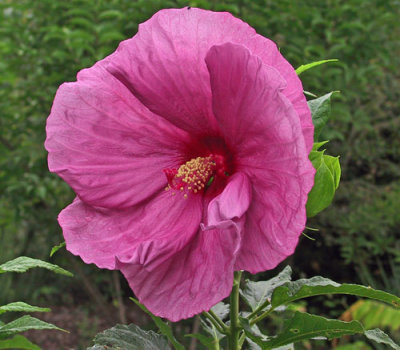 Hibiscus 'Plum Crazy'