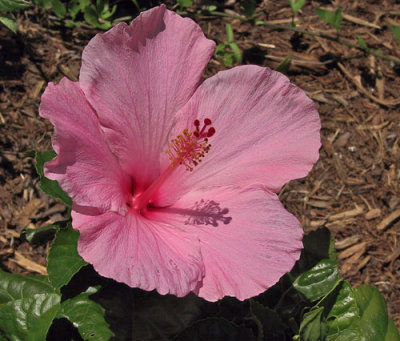 Hibiscus rosa-sinensis pink