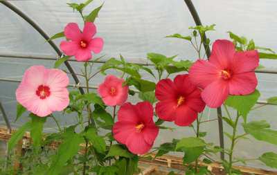 Hibiscus in the greenhouse