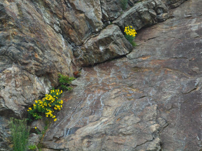Coreopsis major