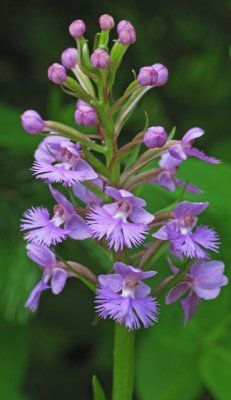 Platanthera psycodes
