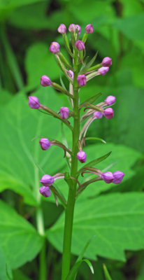 Platanthera psycodes - unopen buds