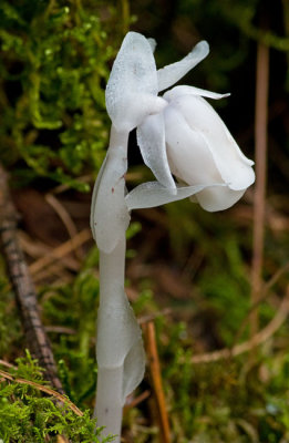 Monotropa uniflora