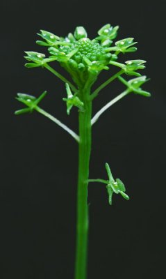 Malaxis unifolia