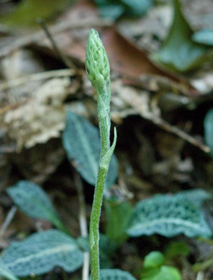 Goodyera pubescens