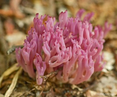 Purple Coral Fungi