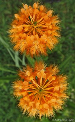 Platanthera ciliaris