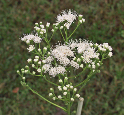 Carphephorus odoratissima var alba