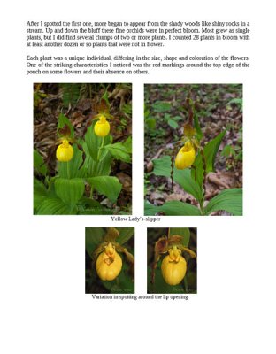 Eno river orchid article page view.jpg