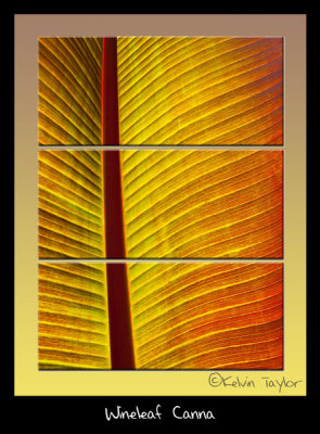 wineleaf canna backview triptych