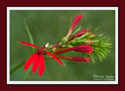 Red cardinal flower