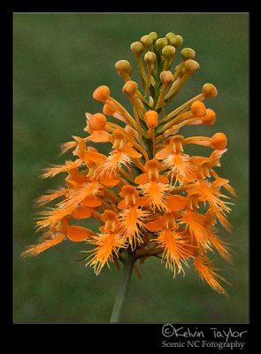 Platanthera ciliaris accented  watercolor framed
