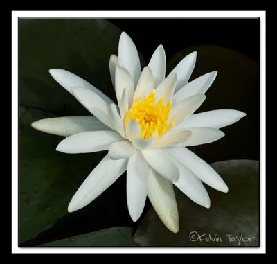 Waterlily with painted effect framed