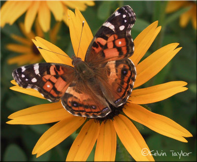 Painted Lady on black-eyed susan