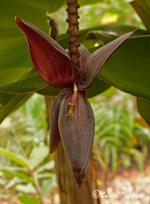 Musa 'Orinoco' banana flower