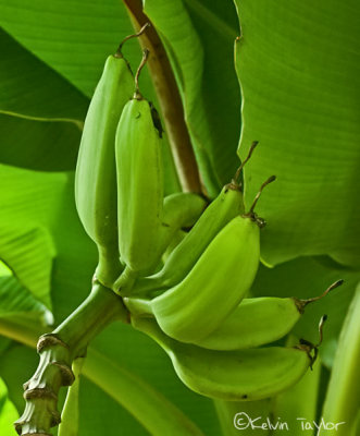 Musa 'Orinoco' bananas