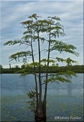 Bald Cypress in Horseshoe Lake