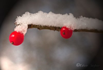 Snowy berries